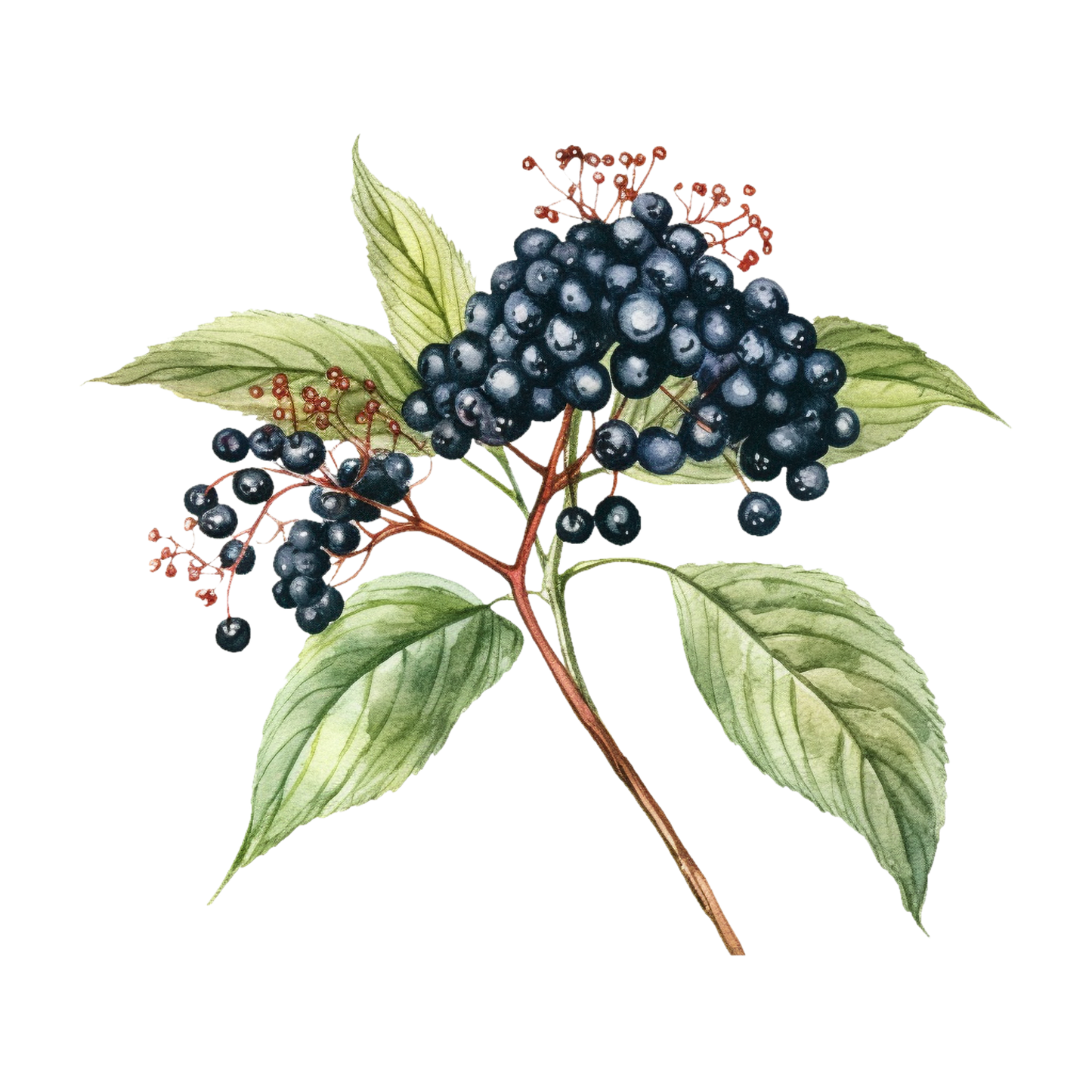 Elderberry tincture