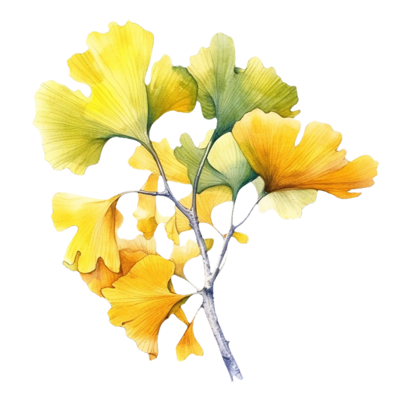 Ginkgo Biloba tincture