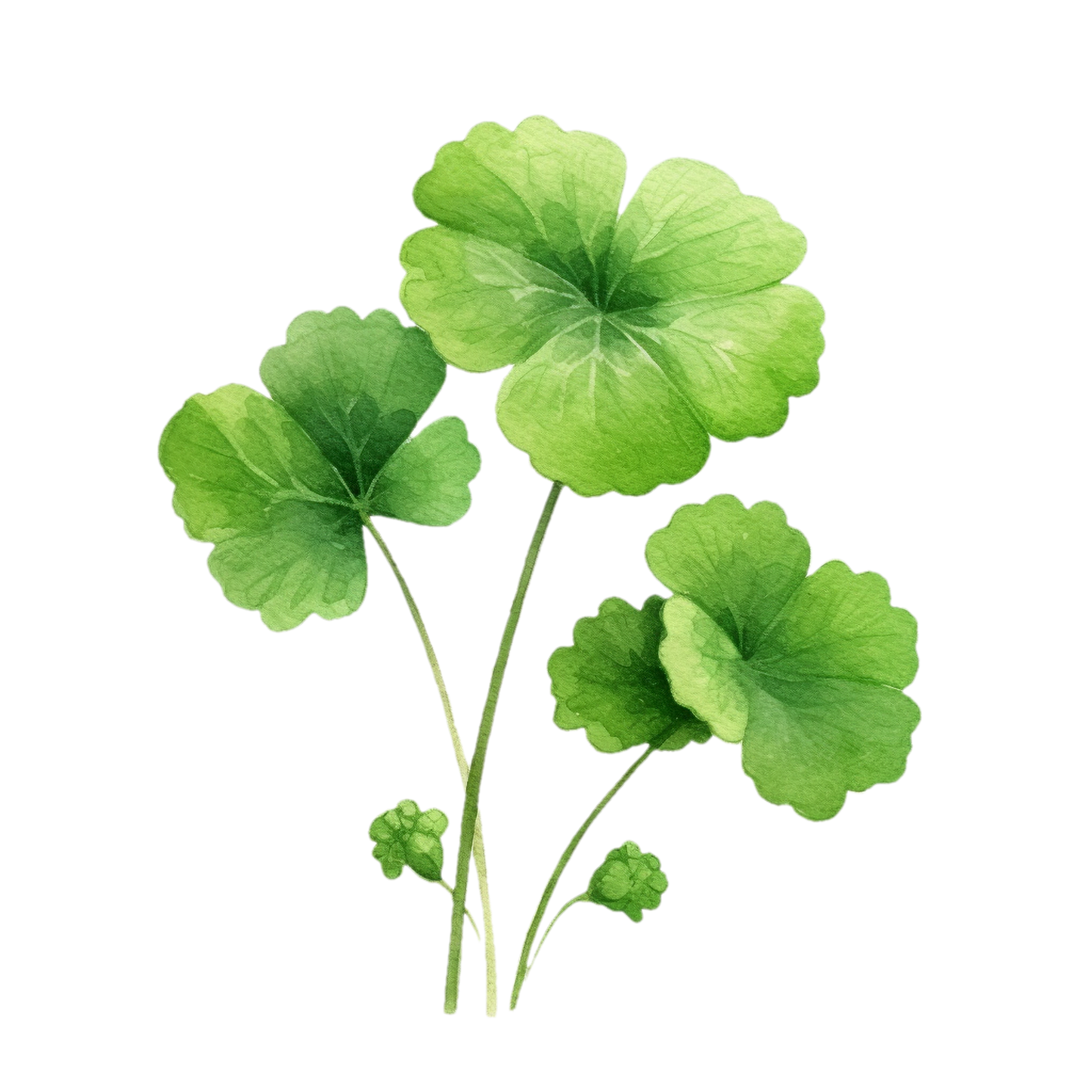 Gotu Kola Tincture