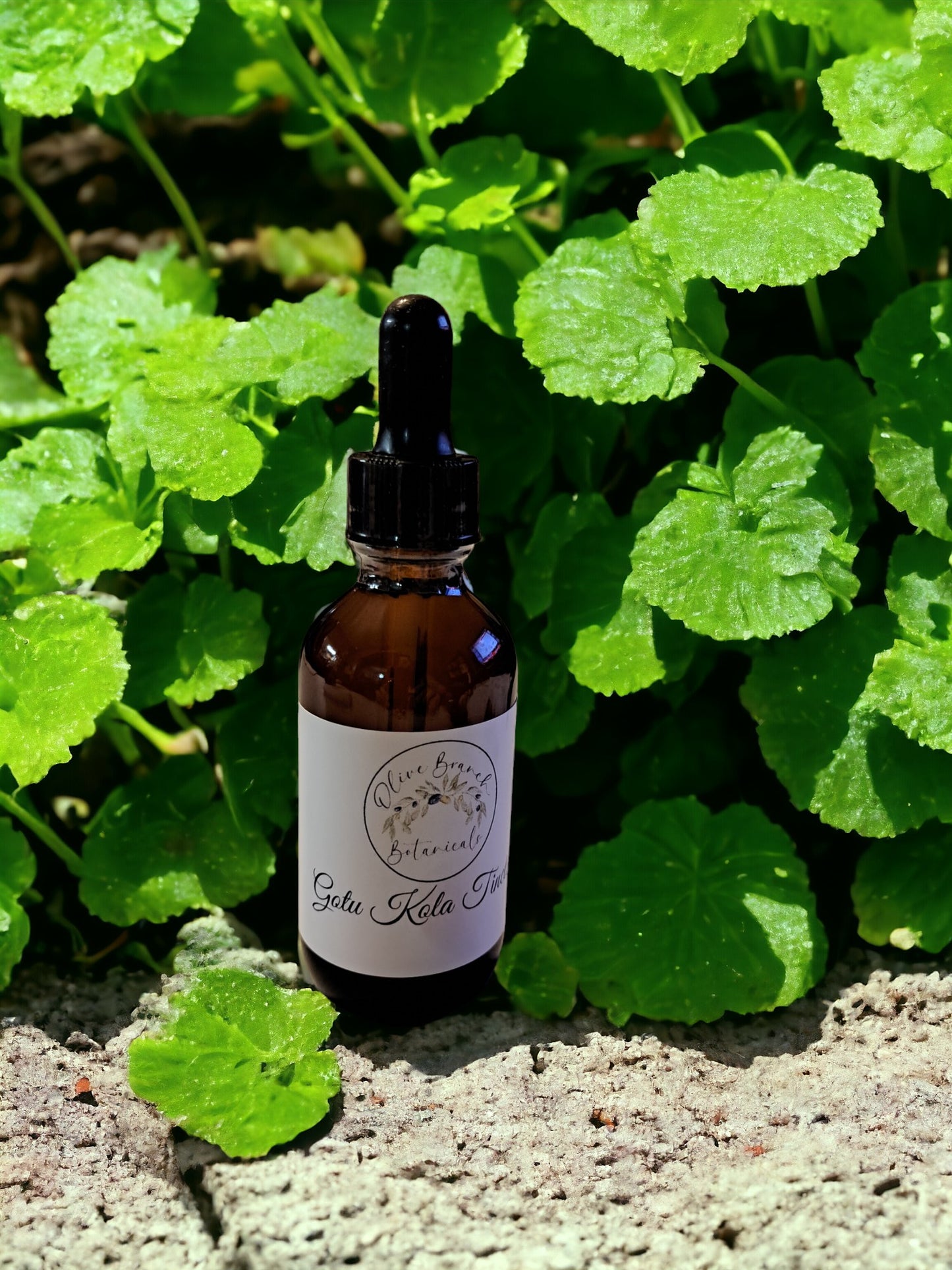 Gotu Kola Tincture
