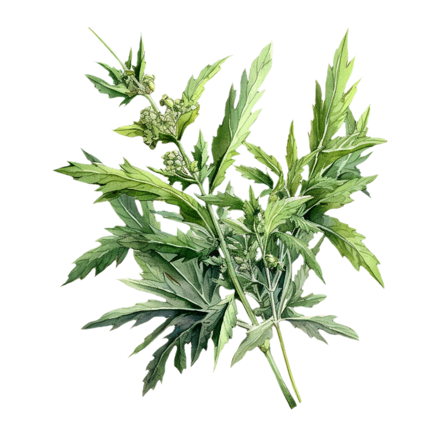 Mugwort tincture