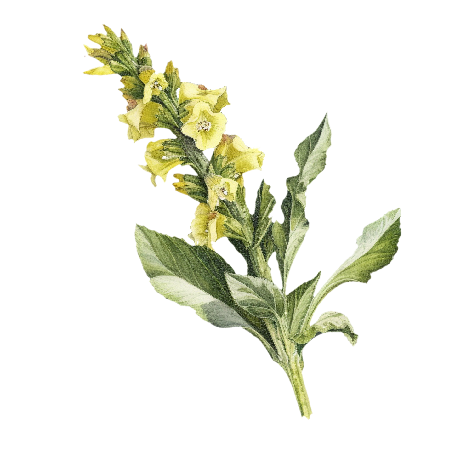 Mullein tincture