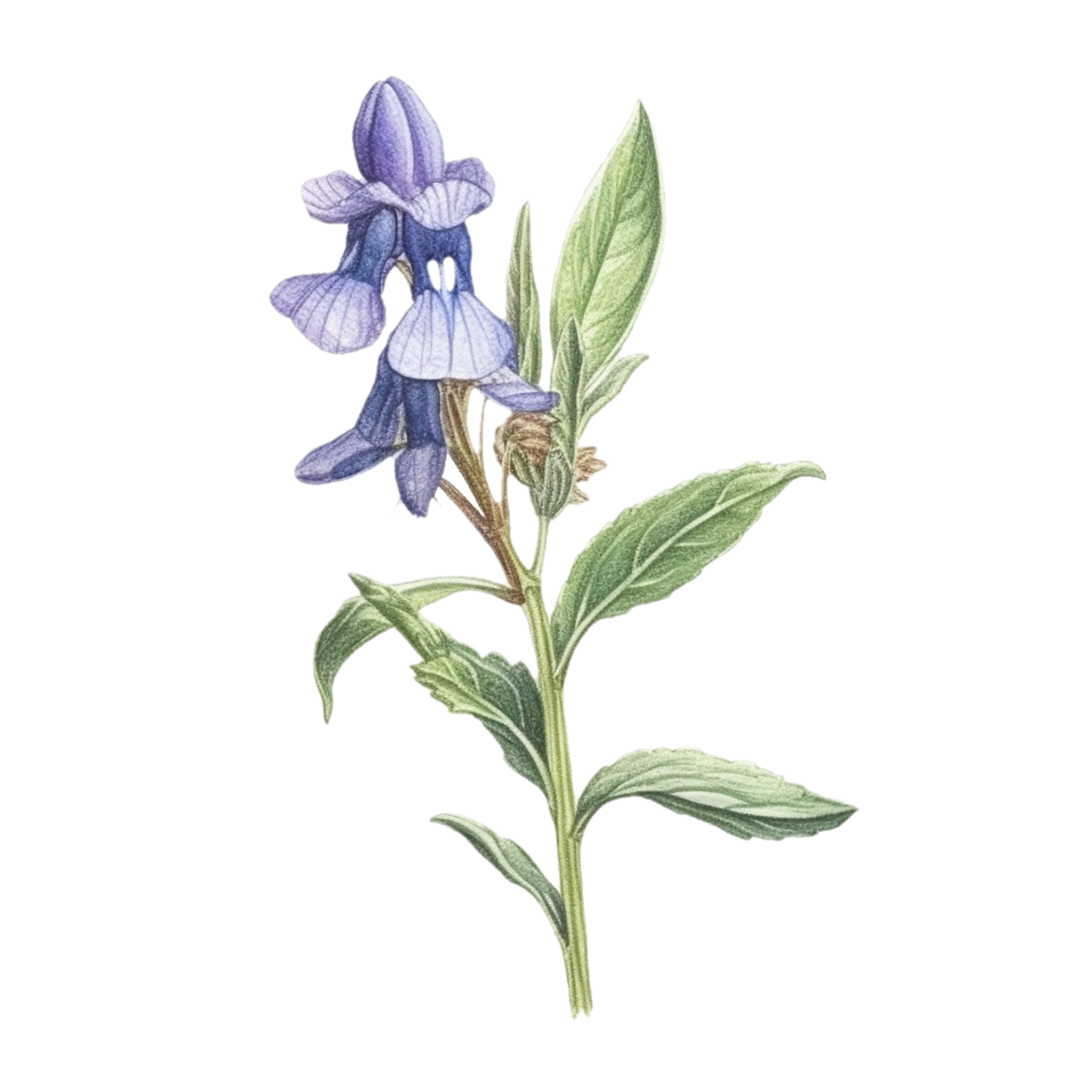 Skullcap tincture