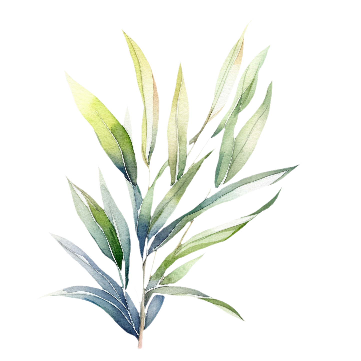 White Willow Bark tincture