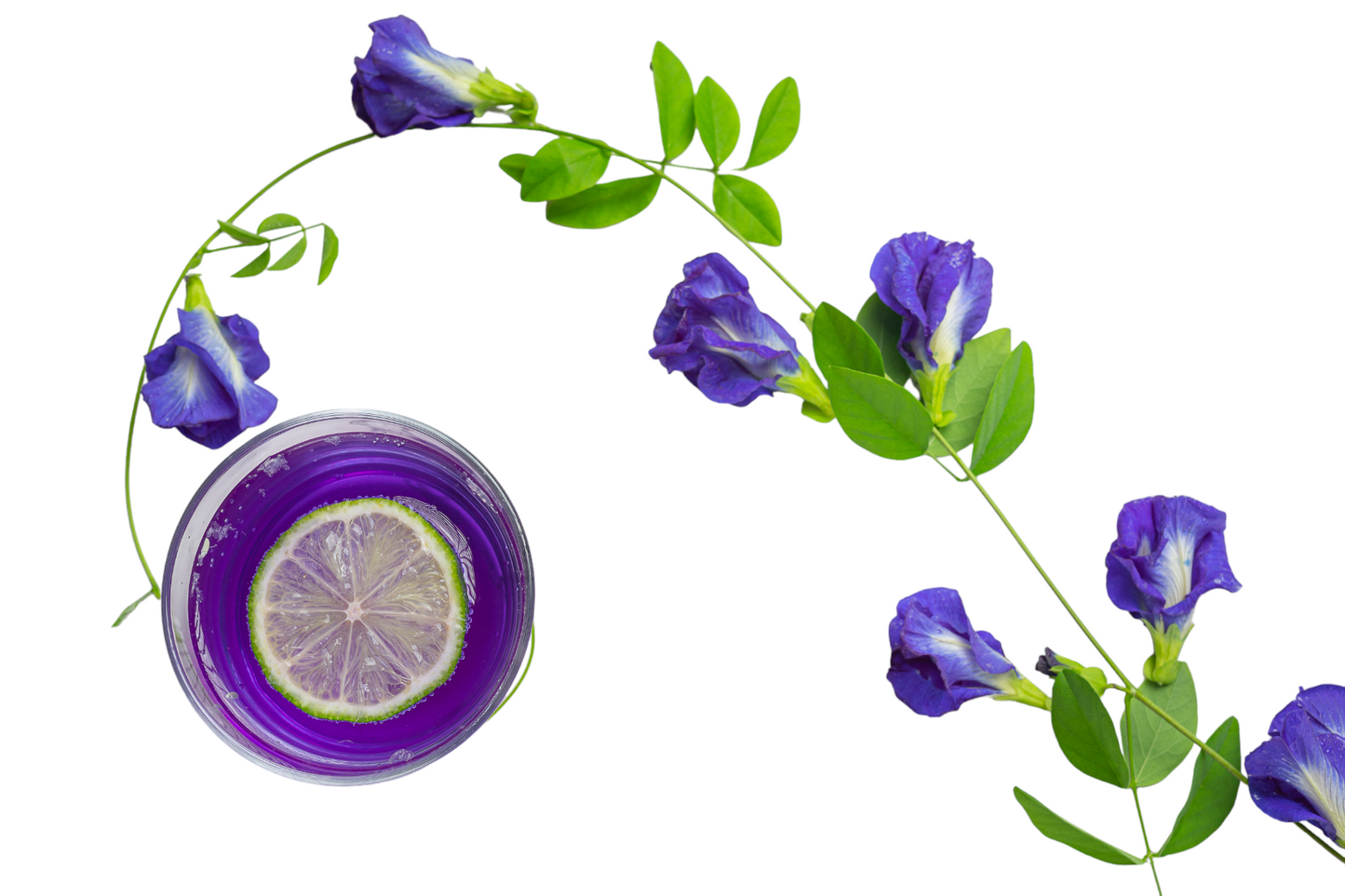Butterfly Pea tincture