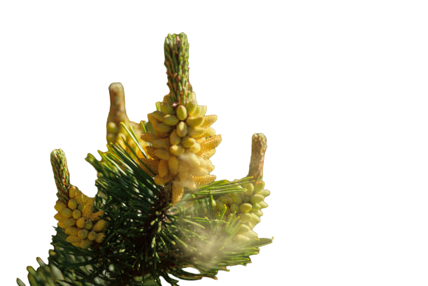 Pine pollen tincture